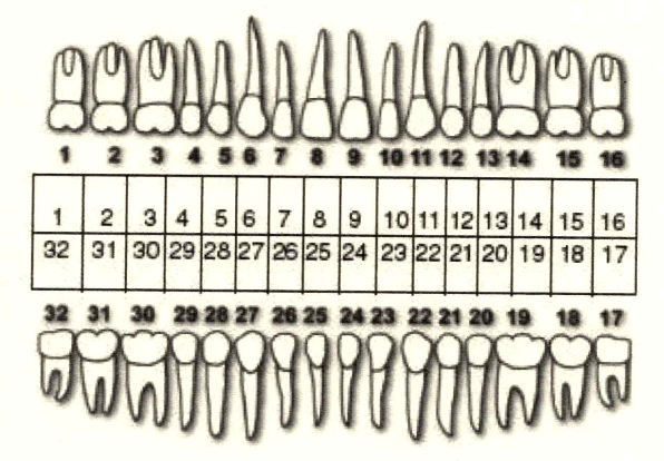 Adult Teeth Numbers